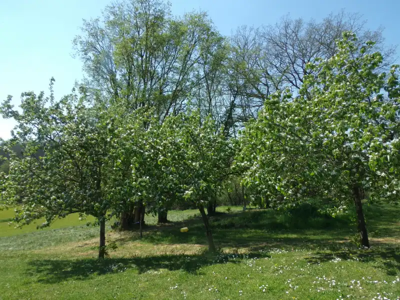 Vergers du Bois de l'Ange