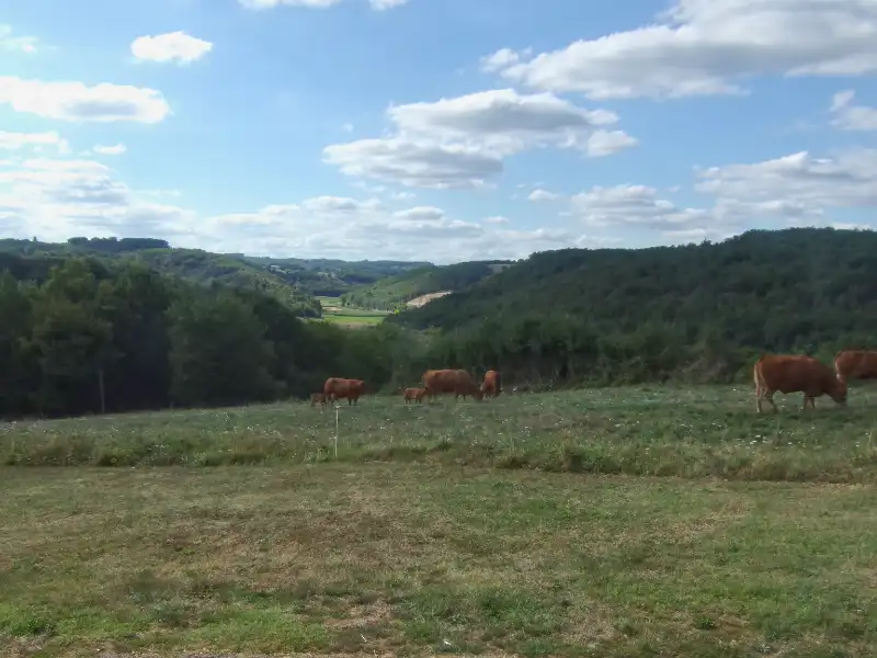 Les vaches dans les prés à la Ferme du Bois de l'Ange