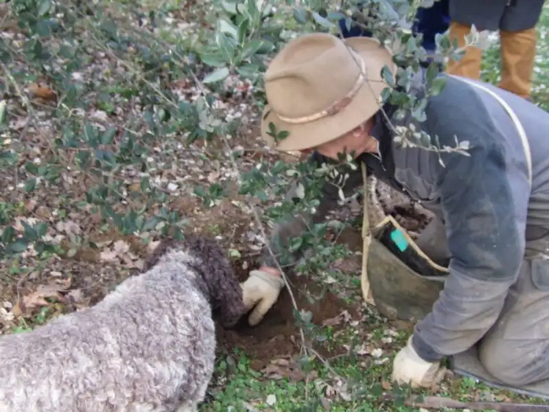 Cavage des truffes